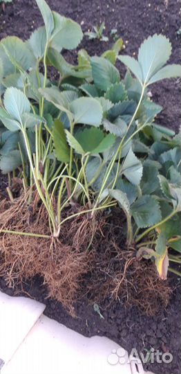 Рассада клубники