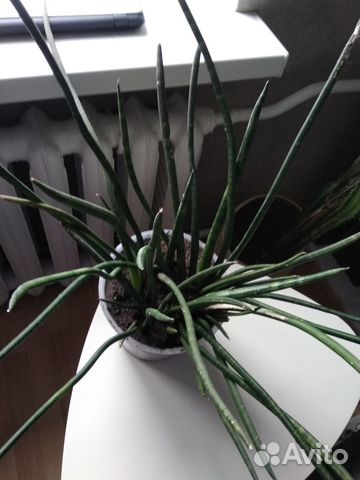 Сансевиерия микадо (Sansevieria bacularis mikado)
