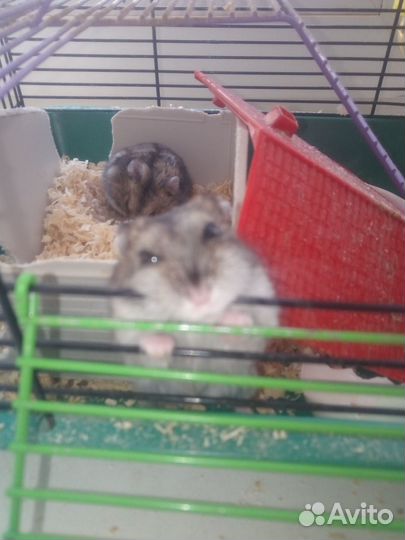 Продам хомяков