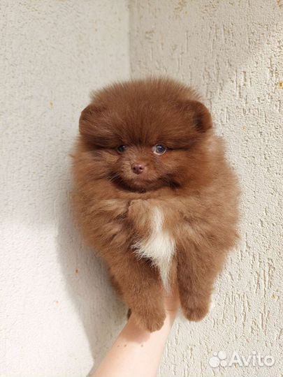 Померанский шпиц медвежьего типа