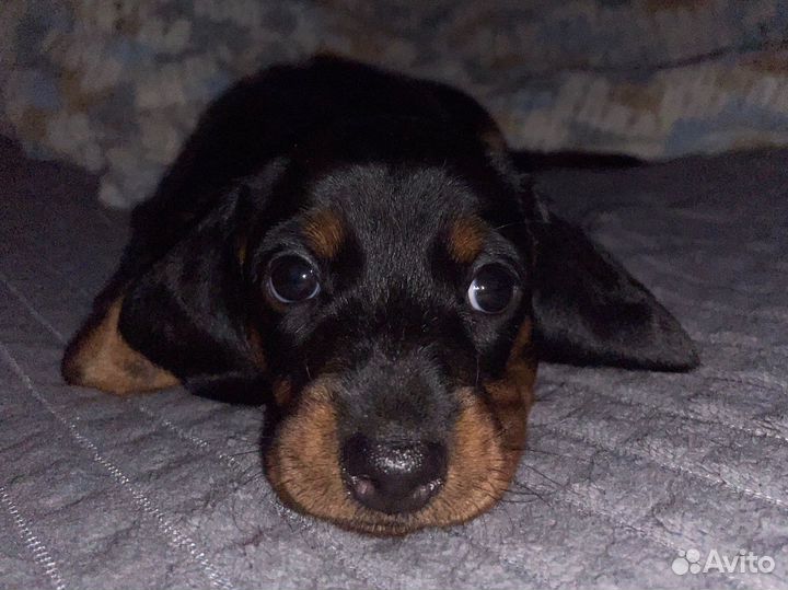 Карликовая такса щенки