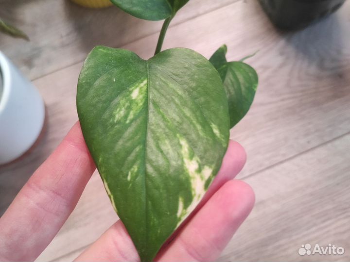 Сциндапсус золотистый