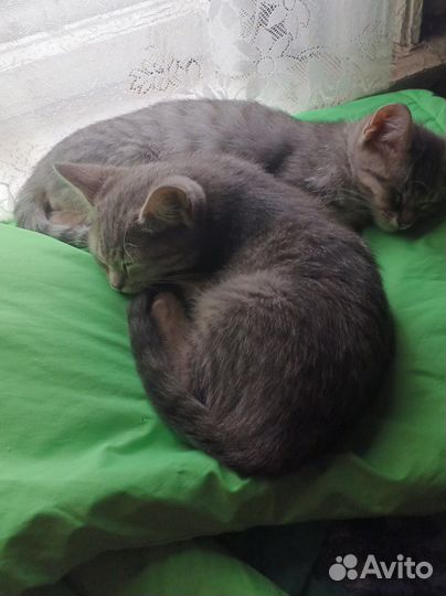 Отдам котенка