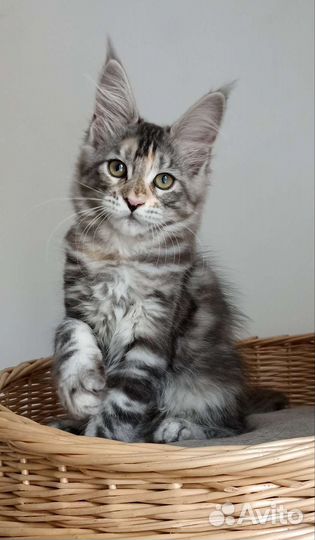 Котята мейн-кун