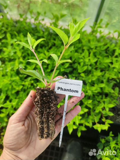Гортензия метельчатая укоренённые черенки и Р9