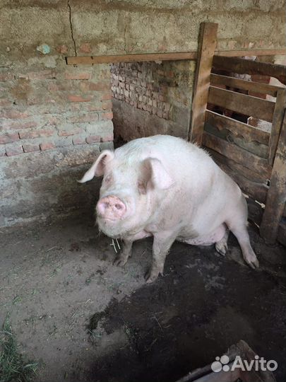 Продаётся свинья