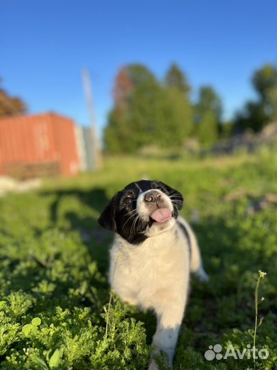 Щенки дворняжки бесплатно
