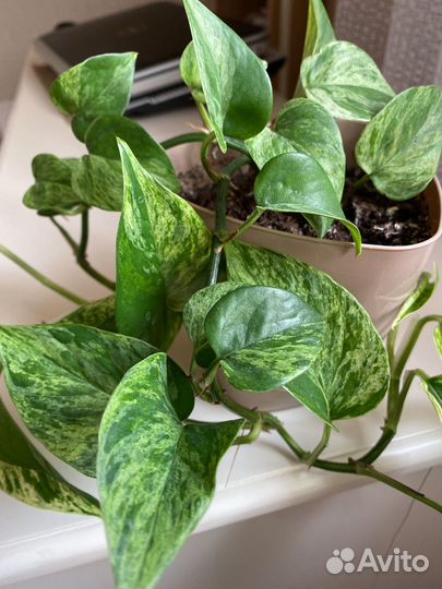 Эпипремнум