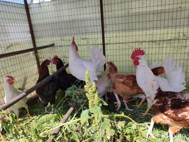 Петушки 4 месячные