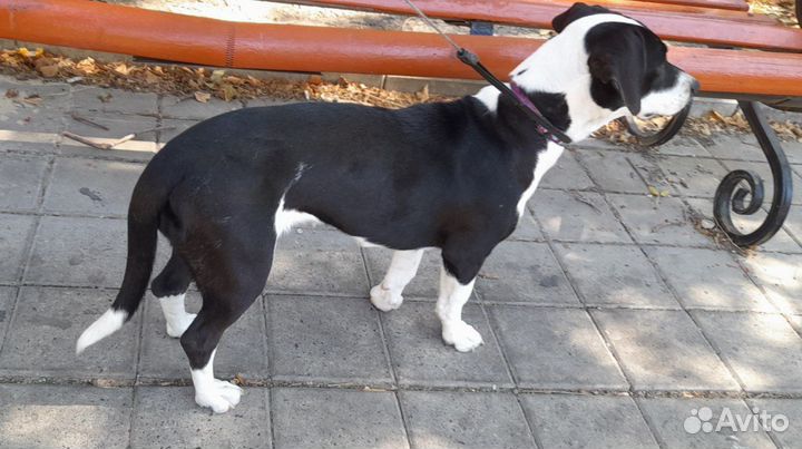 В добрые руки