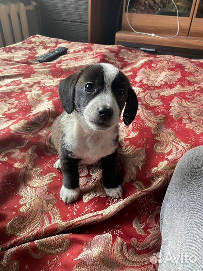 Вязка собак бесплатно