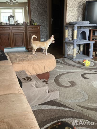 Передержка собак в домашних условиях