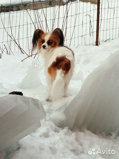 Щенки папийона