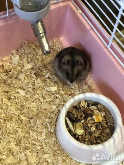 Клетка для хомяка