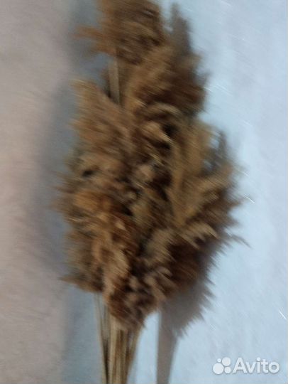 Сухих цветы