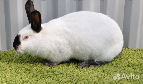 Кролики мясных пород калифорнийский