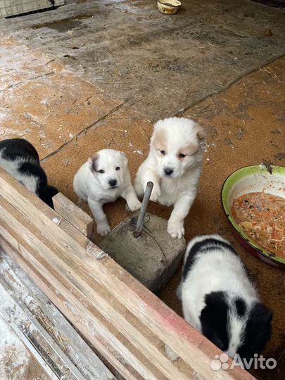 Щенки сао алабай