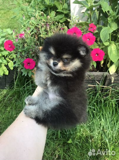 Померанский шпиц из провессионально питомника