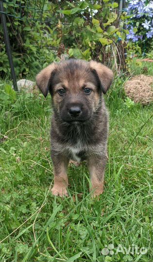 Щенки в добрые руки