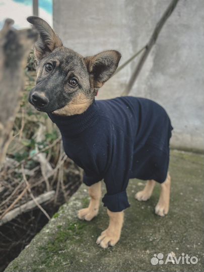 Щенок Филипп