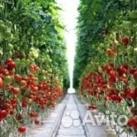 Работа в теплице. Без опыта