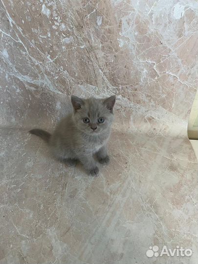 Британские котята