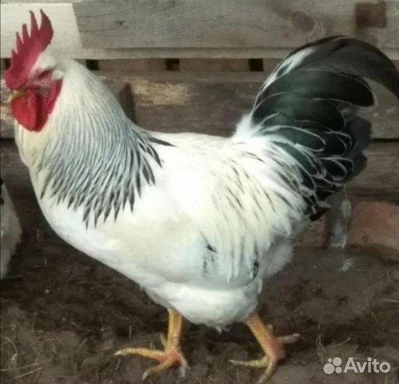 Петухи