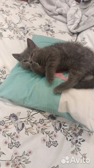 Британский котенок