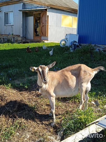 Коза дойная