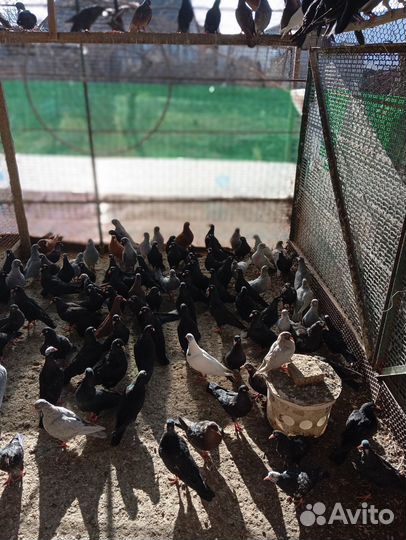 Бакинские бойные голуби