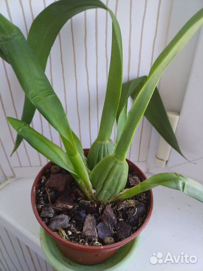 Мильтониопсис