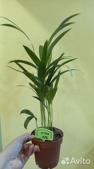 Хризалидокарпус Арека