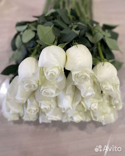 Розы (Proud) 60см Эквадор с Огромным Бутоном