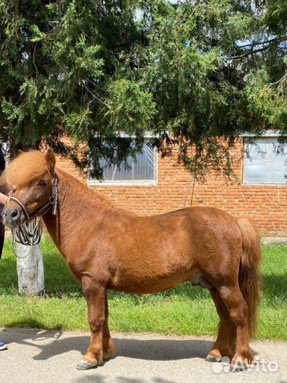 Жеребец пони