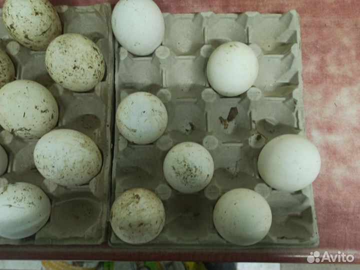 Яйцо гусиное инкубационное