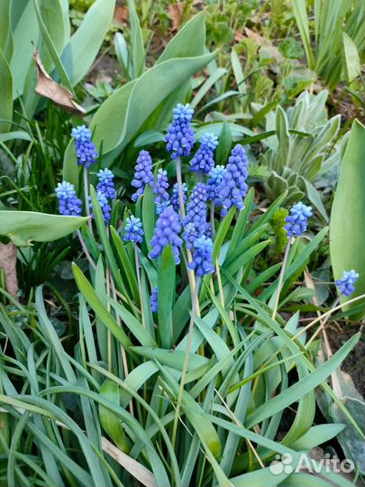 Цветы,Растения разные многолетние