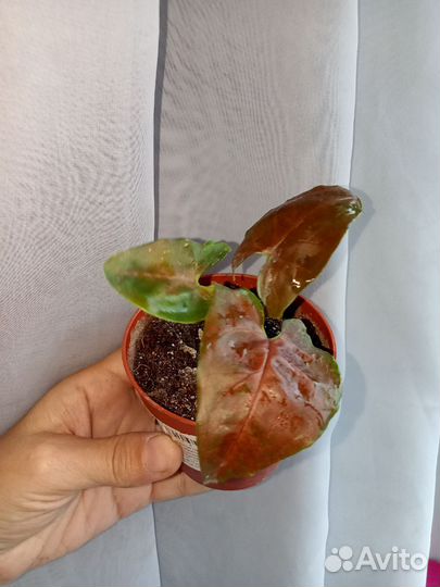 Сингониум, диффенбахия