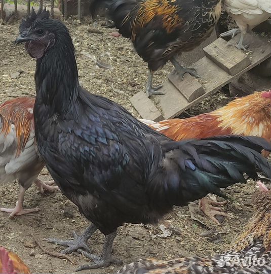 Молодые петухи