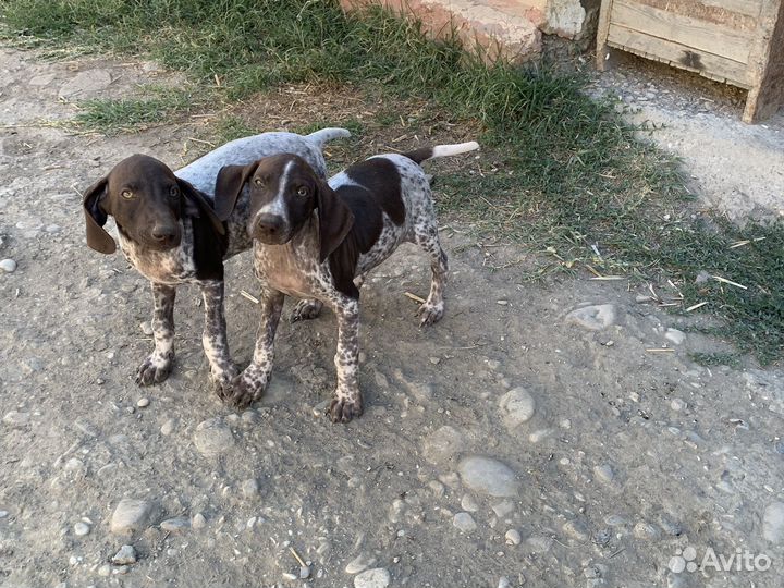 Щенки курцхаара