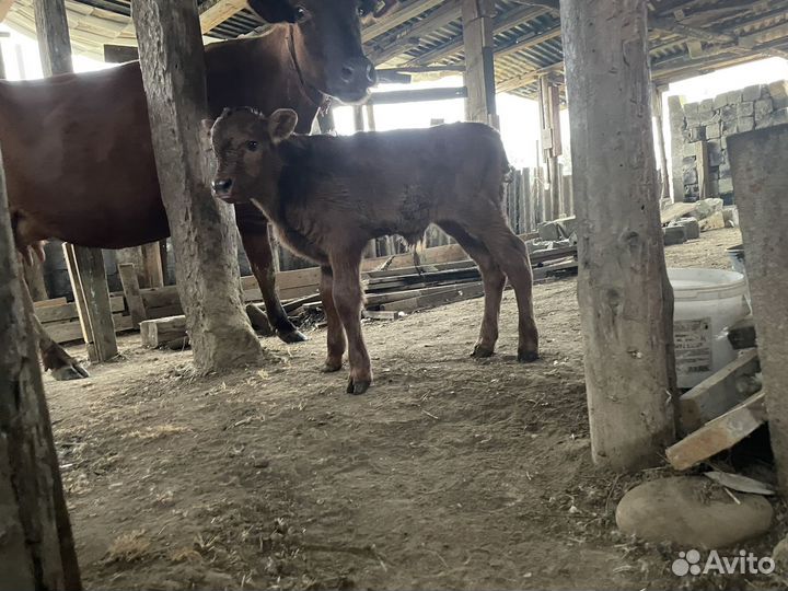 Бычки телята