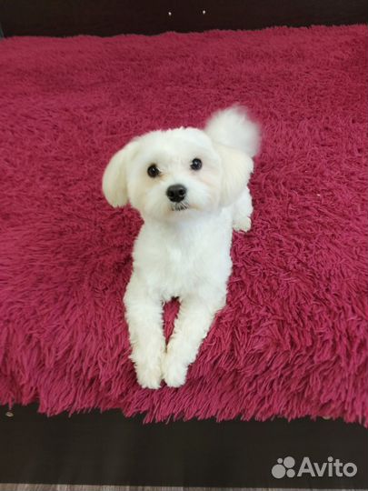 Мальтезе вязка