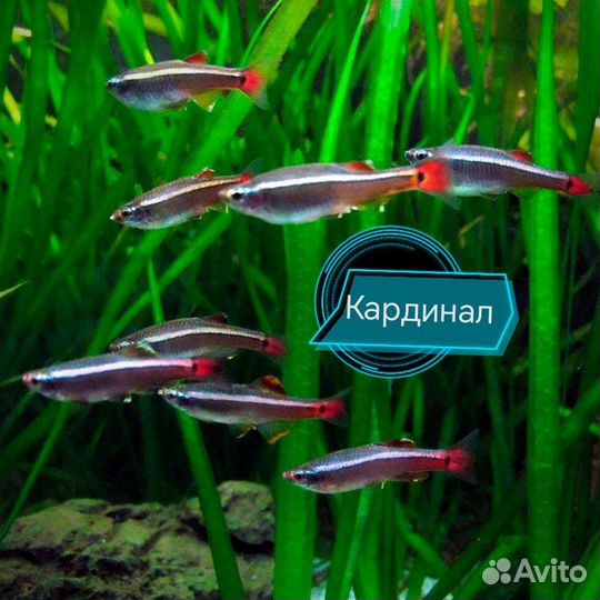 Аквариумные рыбки