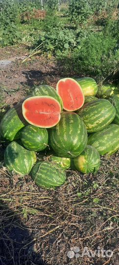 Арбуз оптом