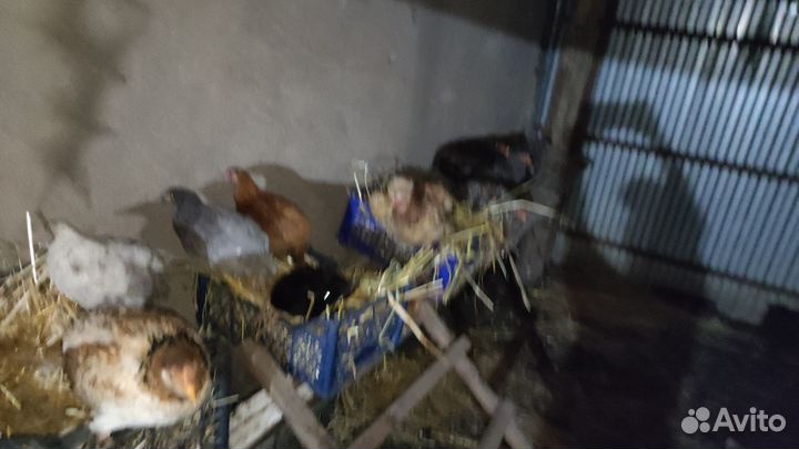 Куры петухи
