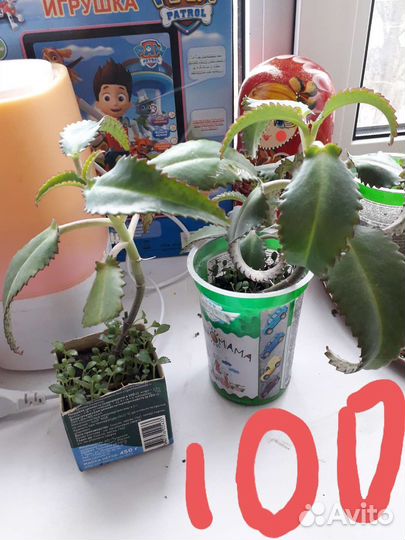 Каланхоэ лечебное