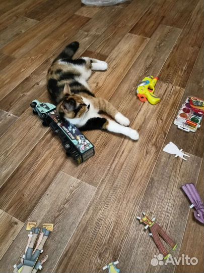 Кошка в добрые руки