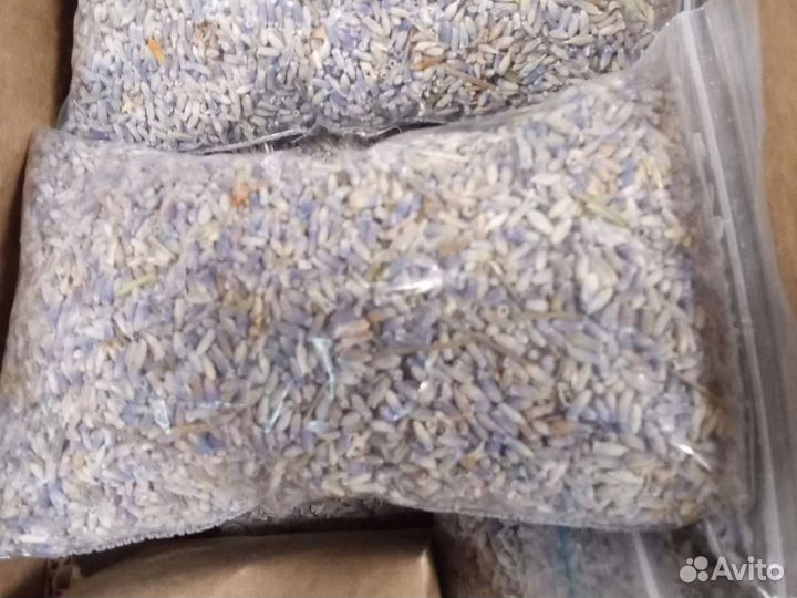 Лаванда интерьерная