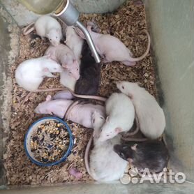 Бесшерстная крыса (Голая крыса, лысая крыса, крыса сфинкс) / Sphynx (Hairless) - lys-cosmetics.ru
