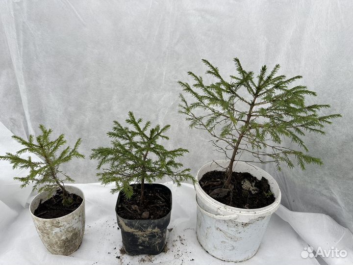 Рассада пальм и цветы