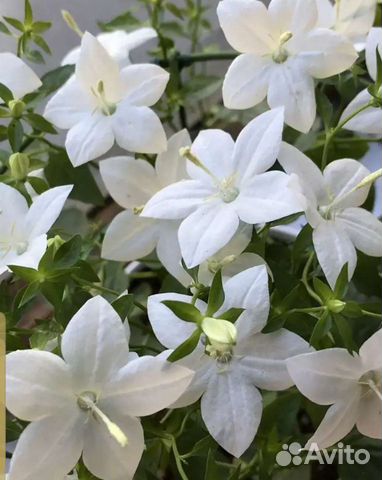 Кампанула Alba (невеста, ретро-сорт)